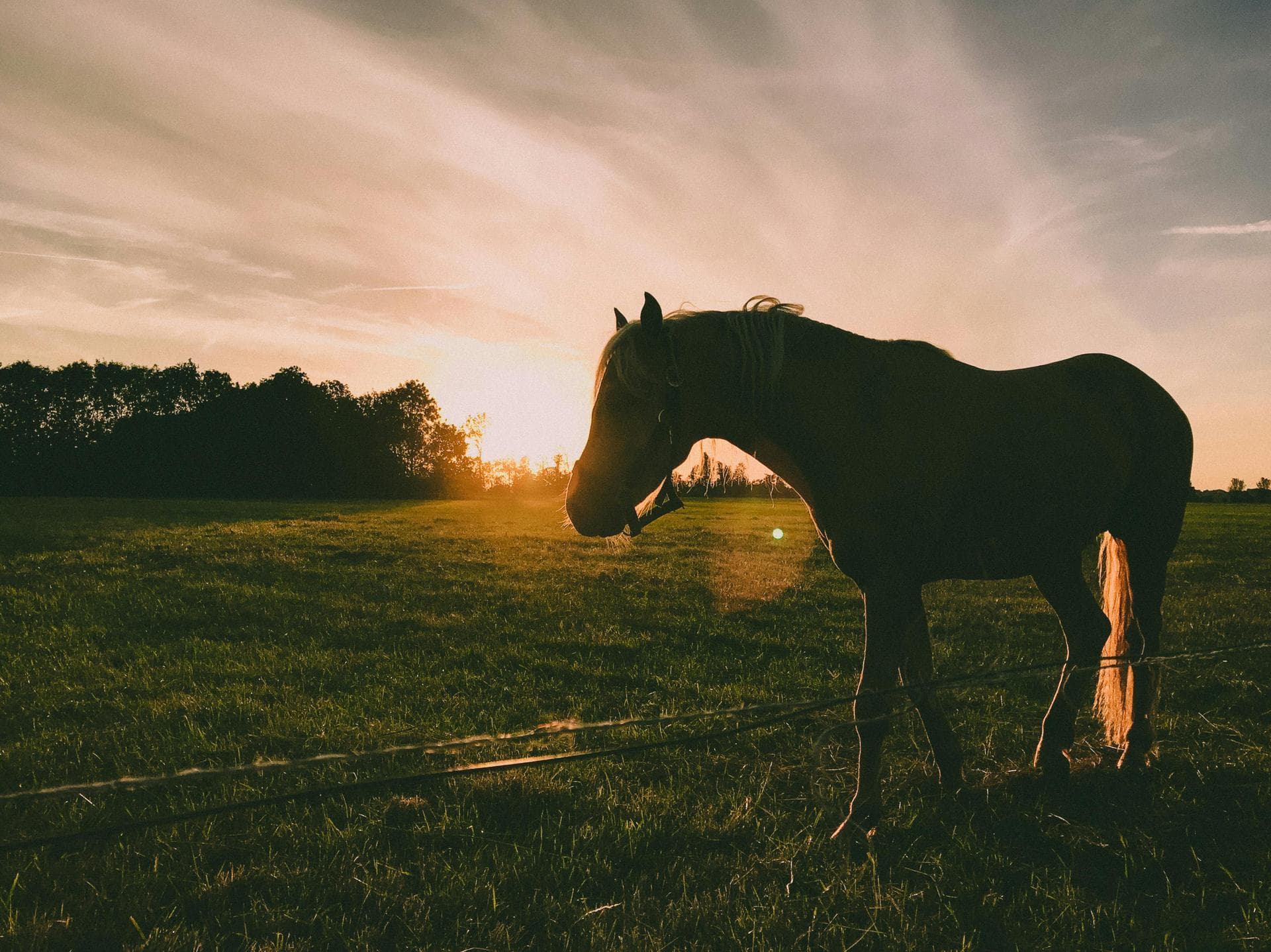 Specialist Vets in Toms River